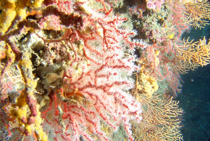 Treasure hunt - Red corals