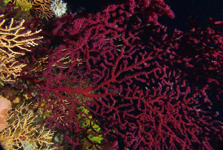 Treasure hunt - Red corals